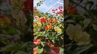 ID Citra Monduring  Bougainvillea Garden  Flowers Bloom  Rare Collection  Tips  grafted  grow [upl. by Guyer]