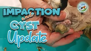 Guinea pig impaction and what you need to know  and Cyst update [upl. by Rizas472]