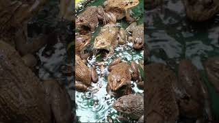 frogs ​​​​​​frog babyanimals frogging animals amazingfish shortsvide birds shorts 19 [upl. by Gnaht]