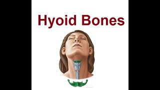 Hyoid Bone  The Bodys Only Floating  2024 [upl. by Ylhsa]