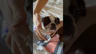 How I Clean My Dogs Teeth At Home SO EASY  Boston terrier daily dental care routine [upl. by Trotta]