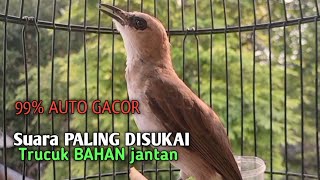 Trucuk BETINA memanggil jantan Suara KESUKAAN untuk Pancingan Trucukan gacor jantan BAHAN [upl. by Adnalohs]