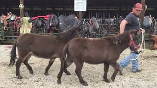 Sold 211 350 mini mare mules 800 Deadline 3824 [upl. by Ruscher]