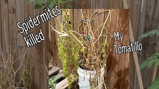 Spider mites Killed My Tomatillo Plant [upl. by Kwapong]