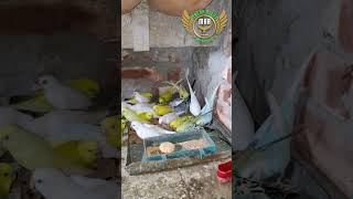 shortvideo mashallah aviary trendingshorts birds foryouinterestingvideoshortsfeedviralvideo [upl. by Kant]