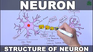 Neuron  Nerve Cell [upl. by Akoyin531]