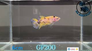 Yellow Koi Giant Betta Female GF200  Betta fish  Betta in Canada  KA Aquarium [upl. by Gnoht236]