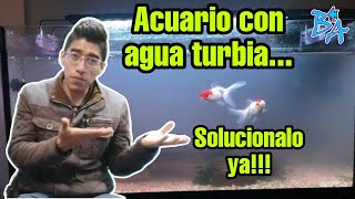 Agua turbia en acuario solucionalo ya [upl. by Enelahs551]