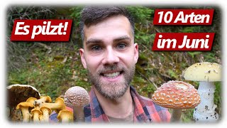 Pilze ohne Ende  Pfifferlinge Butter Rezept KEINE Steinpilze  10 Arten im Juni [upl. by Ashlan]