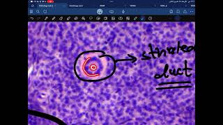 Practical Histology second year lab 2 glandular epithelium [upl. by Breger]