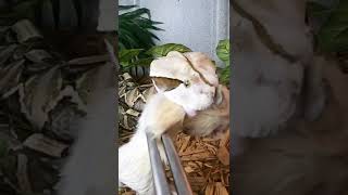 I Filmed A Gaboon Viper Shedding Its Fangs In SlowMo [upl. by Aihtela]