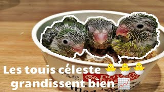 Les bébés 🐣 touis céleste poussent bien 2 [upl. by Garnet]