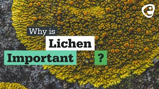 Why is Lichen important [upl. by Theurer580]