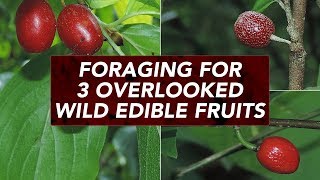 Foraging For 3 Overlooked Wild Edible Fruits [upl. by Bronwen]