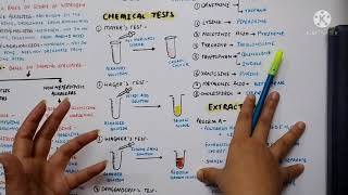 Alkaloids overview What are alkaloids  Pharmacognosy Eduluminescence [upl. by Sy37]