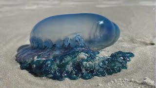 Portuguese Man o War returns to Florida beaches [upl. by Marba]