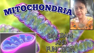 Mitochondria diagram and function  Structure of mitochondria  The powerhouse of the cell [upl. by Anilyx588]