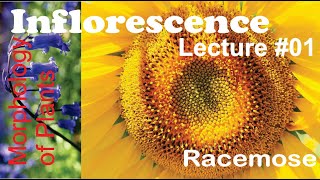 Inflorescence Lecture 01 Racemose for BS [upl. by Hailahk]