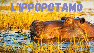 Lippopotamo [upl. by Sholeen]