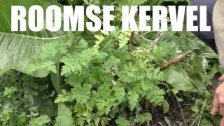 Roomse Kervel Myrrhis odorata Sweet cicely [upl. by Lammaj768]