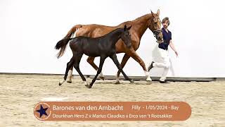 20 Barones van den Ambacht [upl. by Blain]