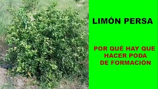 Cómo se hace la poda de formación en limón persa DiscoveryMundo limon limón citricos [upl. by Lombardi]