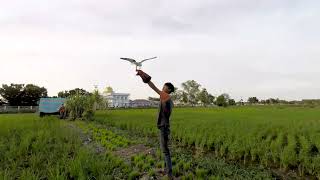 Free Fly Black Winged Kite Brahminy Kite [upl. by Atikihs426]