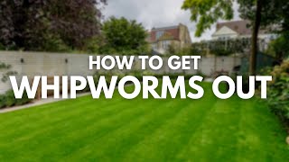 How to Get Whipworms Out of Yard  Whipworm Treatment [upl. by Jezebel]