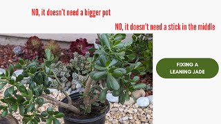 How to fix a leaning Jade the right way Care and tips for crassula ovata quotJadequot plants [upl. by Biddick127]