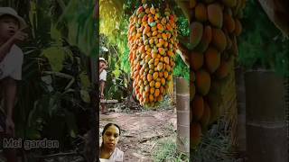 Amazing mango fruit farming mango llshorts YouTube shorts ll [upl. by Lyrej]