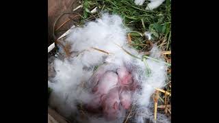 My Rabbit Farming in Nakuru Kenya The first offspring in the project born on the 19th Oct 2024 [upl. by Inaliak]