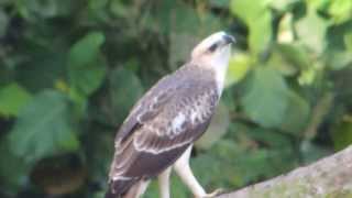 Changeable Hawk Eagle Calling [upl. by Averyl764]