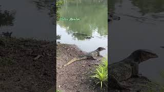 Water Monitor 10112024 nonthaburi thailand thailandtravel watermonitor [upl. by Gelasius709]