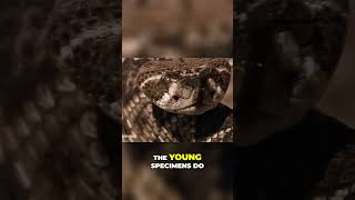 Rattlesnake Facts The Deadly Truth Revealed naturedocumentary [upl. by Durning]