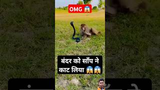 Monkey vs Cobra Snake 😱😱 ytshorts shorts shortvideo trending short fyp HealthDirectindia [upl. by Alfred750]