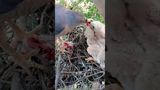 hawk feeding meal shorts [upl. by Jedthus]