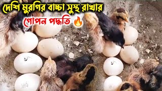 38 দেশি মুরগির বাচ্চা সুস্থ রাখার গোপন পদ্ধতি। দেশি মুরগি পালন। Krishoker golpo [upl. by Sorips]