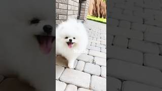 puppies surprise dancing car  puppies shortsviral trendingshorts shorts [upl. by Magavern]