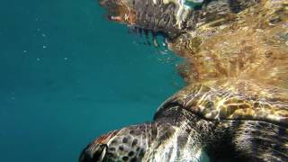 Diving in the Atlantic ocean Tenerife [upl. by Orgel]