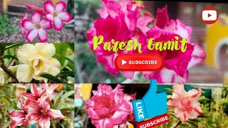 Adinyam Plant  Adinyam Flowers  Multicolor  Adinyam Bonsai  Priti Nursery amp Farm  Paresh Gamit [upl. by Dercy632]