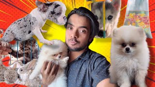 আজ পশু পাখি ও মাছের মার্কেটে ঘুরলাম 😍😍 dog doglover pets puppy [upl. by Asli]