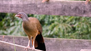 CHACO CHACHALACA Wild birds free in nature ORTALIS CANICOLLIS ARACUÃDOPANTANAL Beautiful birds [upl. by Bahe]