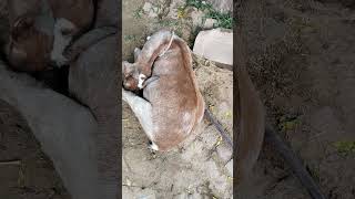 pregnancy toxaemia in pregnant goat [upl. by Nyltiac]