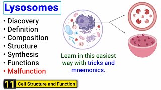 Lysosomes structure and function  Complete concept with Tricks  J Biology [upl. by Aoket]