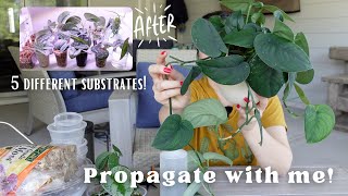 Propagating all my Scindapsus in 5 Different Substrates Propagation Tips and Tricks for Success [upl. by Fira556]