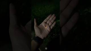 How Fireflies Light Up science sciencefacts [upl. by Halet]