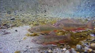 Bachsaiblinge  Brook Trout  Salvelinus fontinalis Schweiz [upl. by Sweeney]