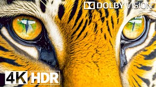 4K Video HDR 120 FPS  4K HDR Dolby Vision [upl. by Ahsait]