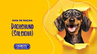 Tudo sobre o Dachshund  Guia de Raças Chemitec [upl. by Eyllek397]