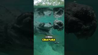 Está Criatura é muito ASSUST4DORA animals curiosidades viralvideo shorts crocodile meme [upl. by Eillek]